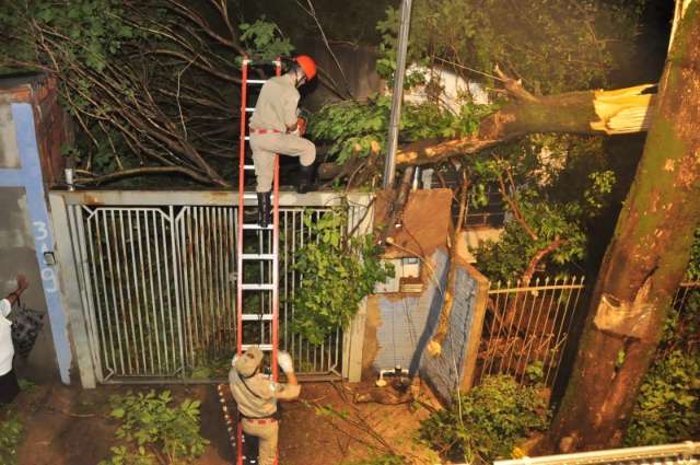 &Aacute;rvore de 18 metros cai no Santo Ant&ocirc;nio e aprisiona moradora dentro de casa 
