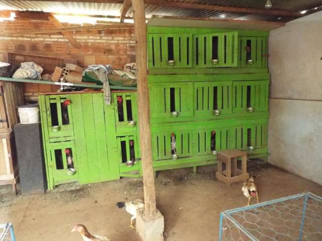 Criador de galos-&iacute;ndio &eacute; multado por maus-tratos e usar animais para briga