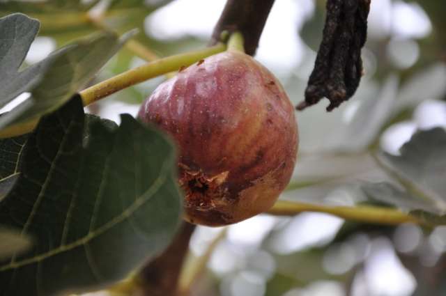 Estado importou 180 mil toneladas de frutas em 2012 