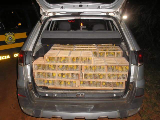  PRF apreende 650 can&aacute;rios na BR-262 em &Aacute;gua Clara