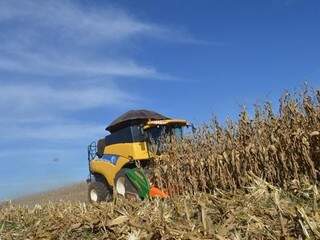 Colheita de milho em MS (Foto: Divulgação/Famasul)