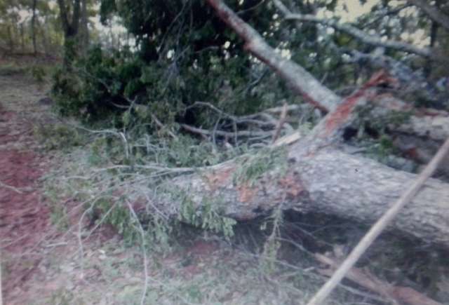 PMA multa pecuarista em R$ 4,8 mil por desmatamento e venda de aroreia