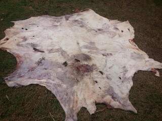 Volume de carne bovina fresca foi encontrado, inclusive, a cabeça do animal estava junto à carne. (Foto: Divulgação DOF)