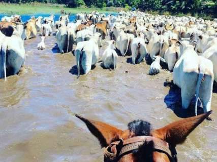 Cheia anormal no Rio Paraguai força retirada urgente de gado, diz sindicato