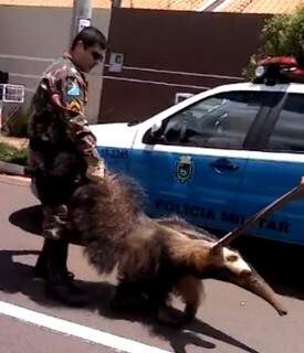 Animal foi resgatado por policiais da PMA. (Foto: Reprodução vídeo/ PMA)