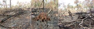 Área de 21 hectares foi incendiada na Fazenda Lago Azul, em Rochedo (Foto: PMA/Divulgação)