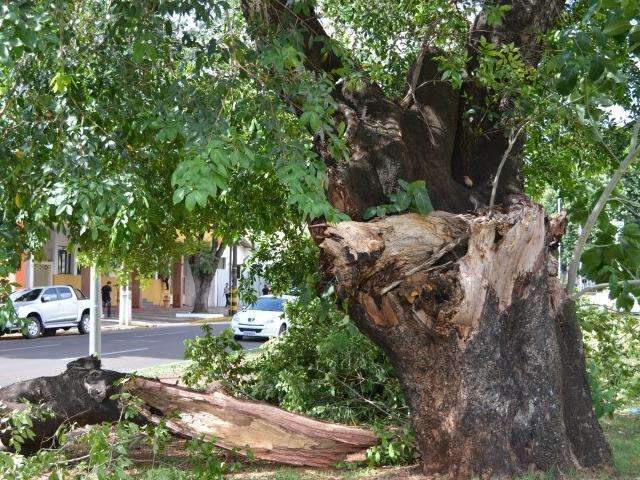 Ingazeira centen&aacute;ria na Afonso Pena despenca; segundo caso no ano