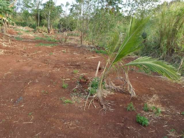 Empres&aacute;rio &eacute; multado em R$ 5 mil por destruir mata ciliar de c&oacute;rrego 