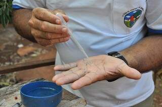 Infestação de mosquito transmissor reflete no aumento dos casos de dengue em Dourados (Foto: Arquivo)