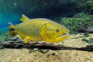 Dourado é considerado peixe esportivo e tem preferência dos pescadores. (Foto: Divulgação)