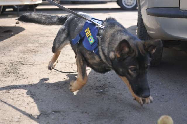 Faro contra o crime: brincadeira dos c&atilde;es enfrenta criatividade do tr&aacute;fico 