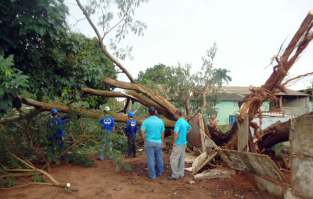  Queda de &aacute;rvore em rede el&eacute;trica deixa bairro de Coxim sem energia