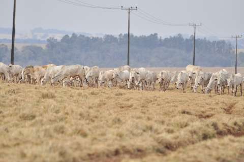 Geada e estiagem causam até morte de bois e preço da carne sobe em MS