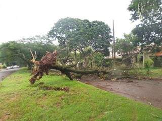 Em Dourados, o temporal desta tarde derrubou árvores.(Fotos: Cido Costa/Dourados Agora)
