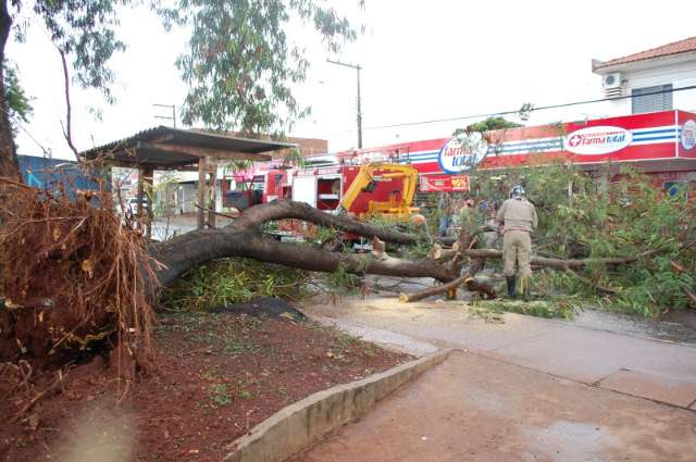 &Aacute;rvore de 15 metros cai em cima de carro no Aero Rancho ap&oacute;s pancada de chuva