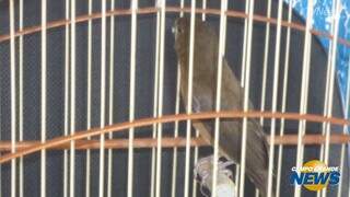 Meio ambiente: Polícia encontra pássaro ameaçado de extinção em gaiola