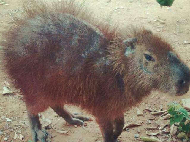 Bebê / Capivara