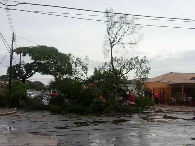  Leitora registra queda de &aacute;rvore em frente a resid&ecirc;ncia na Vila Sobrinho