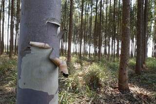 São 870 mil hectares de eucaliptos plantados em Mato Grosso do Sul. (Foto: Gerson Walber)