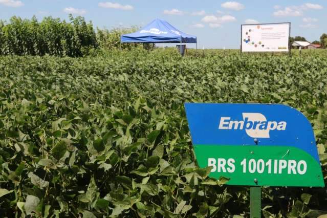 Para evitar praga nas lavouras, t&eacute;cnica de manejo &eacute; estrat&eacute;gia de produres