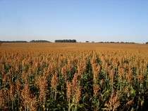 Projeto da Embrapa Agropecu&aacute;ria Oeste visa o est&iacute;mulo da produ&ccedil;&atilde;o de etanol