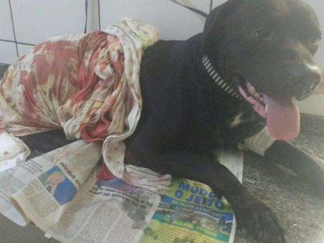 Cachorro &eacute; baleado por policial ap&oacute;s confus&atilde;o em pra&ccedil;a