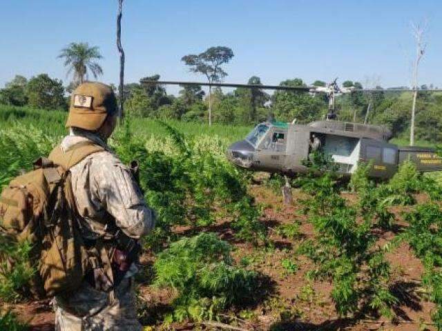 Em 12 dias, opera&ccedil;&atilde;o destr&oacute;i  1.130 toneladas de maconha na fronteira