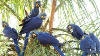 Araras azuis estão entre as espécies de aves que sempre chamam a atenção dos contempladores da natureza (Foto: Reprodução)