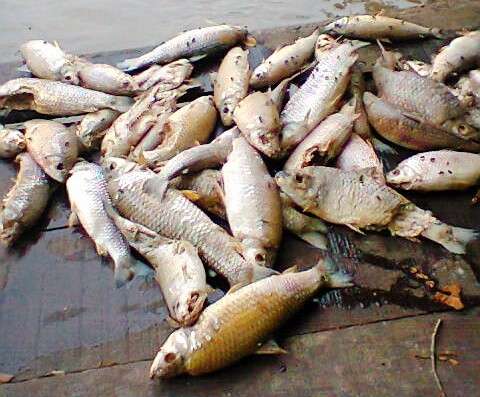 Pol&iacute;cia Ambiental encontra cardumes de peixes mortos no rio Verde