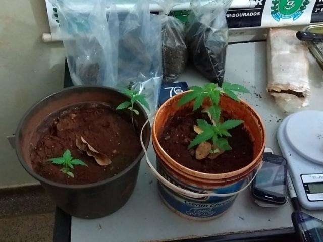 Dupla &eacute; presa com haxixe, LSD e at&eacute; mudas de maconha em &#039;boca de fumo&#039;