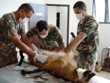 Policia ambiental realiza curso para empalhar 100 animais silvestres