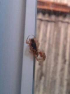 Escorpião encontrado pela moradora, no Parque do Lageado. (Foto: Direto das ruas)