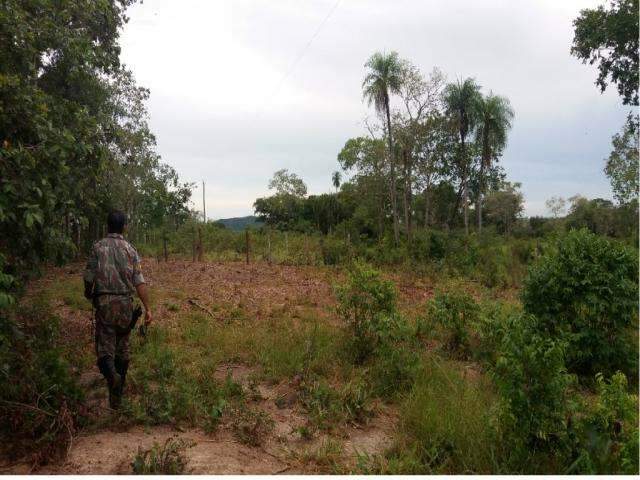 Pecuarista &eacute; flagrado desmatando &aacute;rea para abrir passagem para gado