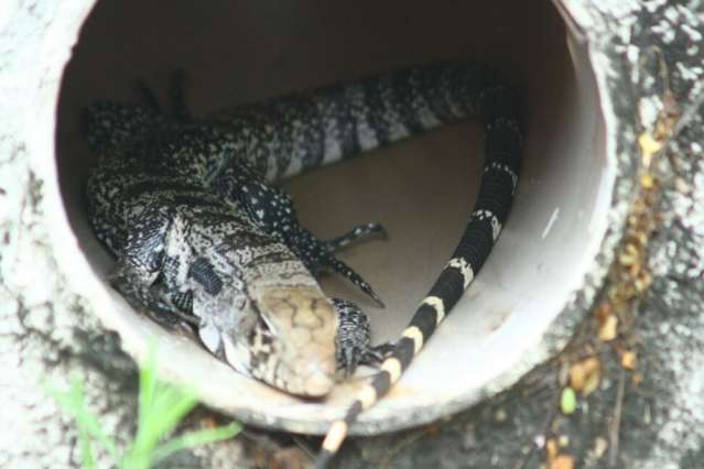 Lagarto some da Afonso Pena antes de ser resgatado pela PMA