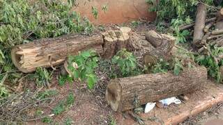 Árvore centenária cortada no bairro Vila Nossa das Graças (Direto das ruas) 