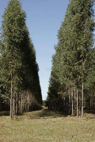  Mel da floresta rende produ&ccedil;&atilde;o e anima apicultores em MS