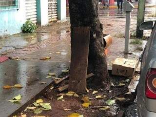 Pedaço de madeira encontrado apoiado em árvore em frente ao estabelecimento (Foto: Direto das Ruas) 