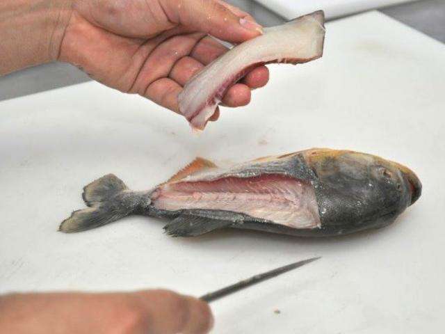 Com consultoria de Chef, piloteiros de barcos aprimoram sashimi de piranha