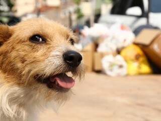 Coleta de lixo compromete o combate à leishmaniose canina na Capital (Foto: Marcos Ermínio)