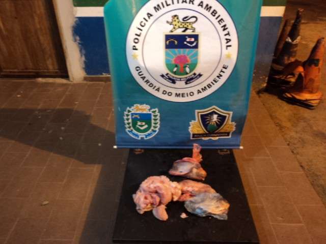 Idoso &eacute; multado por transportar carne de jacar&eacute; em &ocirc;nibus intermunicipal