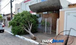 Árvores caíram em diversos pontos da cidade (Foto: Divulgação/Diário Online)