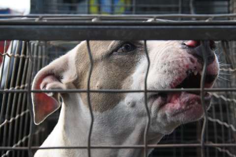 Cadela pitbull tem dia de fúria, fere uma pessoa e dois cães na Planalto