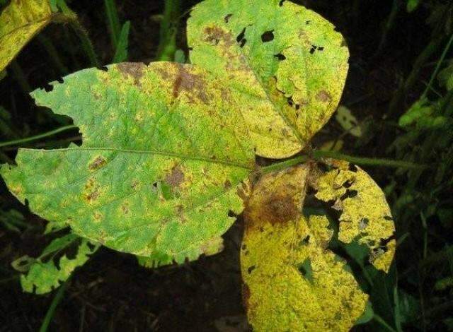 Iagro alerta produtores de soja sobre risco de focos da ferrugem asi&aacute;tica 