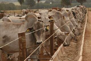 Mato Grosso do Sul tem pouco mais de 10% do rebanho bovino do país.