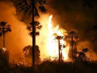 Incêndio em vegetação na região do Refúgio Caiman. (Foto: Paulo Francis)