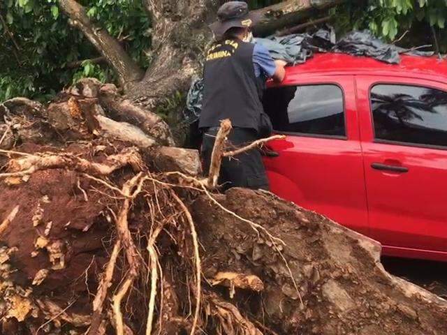 Chuva r&aacute;pida faz estrago e derruba &aacute;rvore em viatura descaracterizada