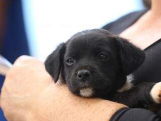 Cãozinho foi adotado durante evento neste sábado (19) no CCZ. (Foto: André Bittar)