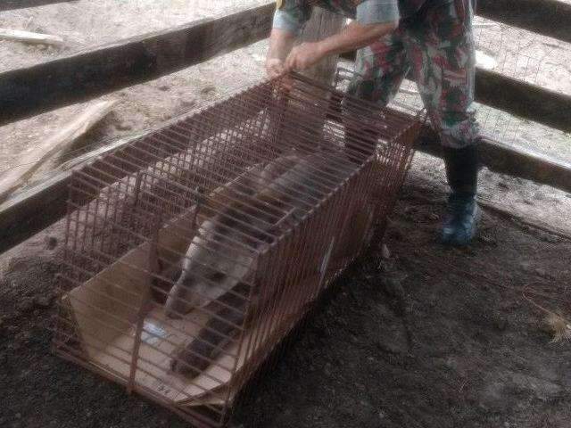 PMA resgata anta e suspeita que ela tenha sido ferida por ca&ccedil;adores 