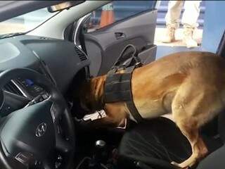Cão encontra droga em painel de veículo que saiu de Ponta Porã (Foto: Divulgação)