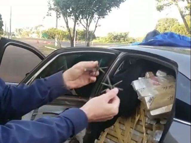 Traficante joga pregos em viatura, mas &eacute; preso com 970 kg de maconha